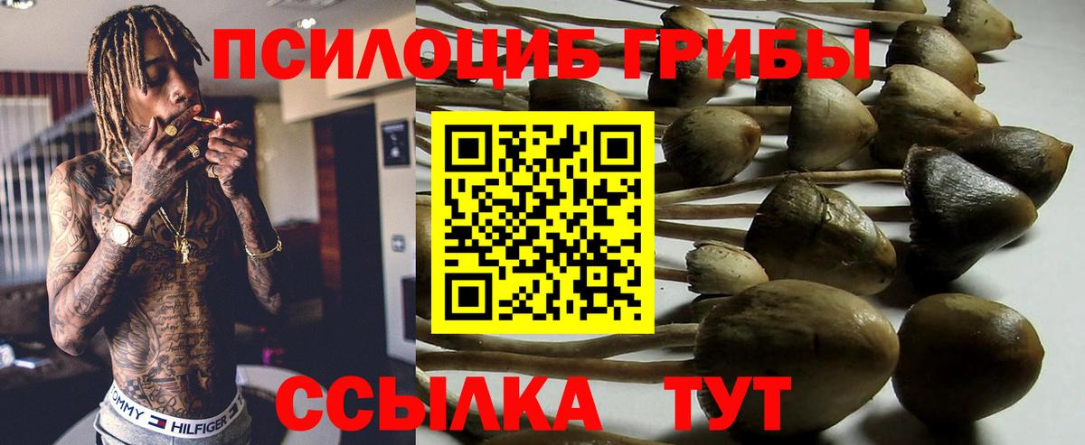 Сафоново  Псилоцибиновые грибы Psilocybe  Вход с VPN 